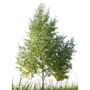 Atifisyèl Blan Birch Tree