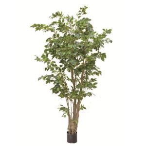 Pye atifisyèl Banyan chambre