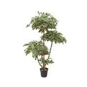 Dekoratif Ficus Tree