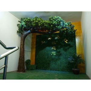 Giant akeyi Pine Tree