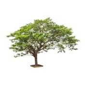 Swa Tree Acacia
